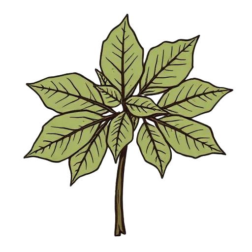 Poison ivy leaf cluster illustration
